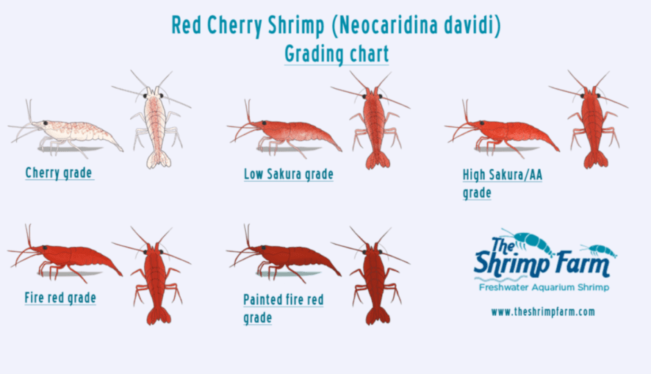 the shrimp discount codes
