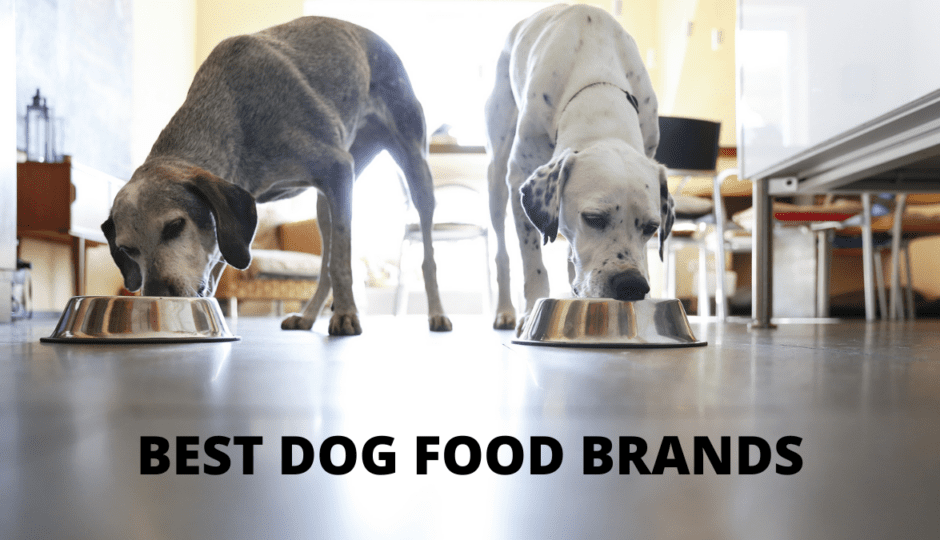 best dog food brands