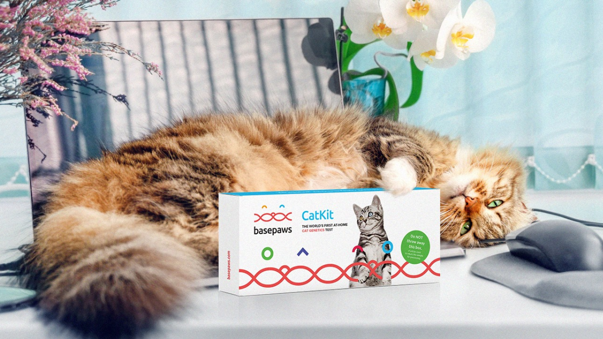 Basepaws Discount Codes for The Best Cat DNA Testing