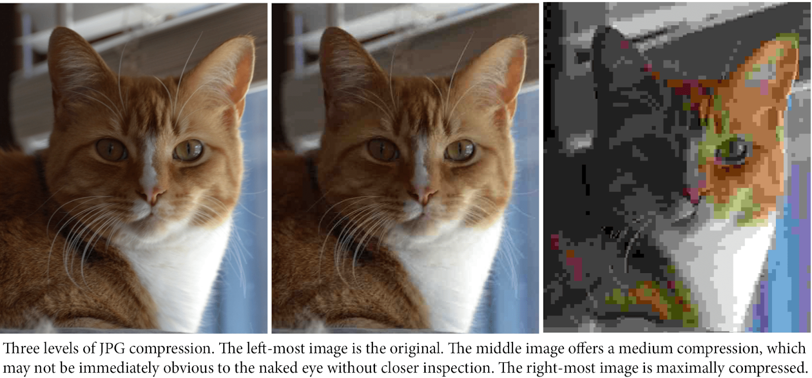 multiple cat images of various compression sizes to learn how to optimize images for web