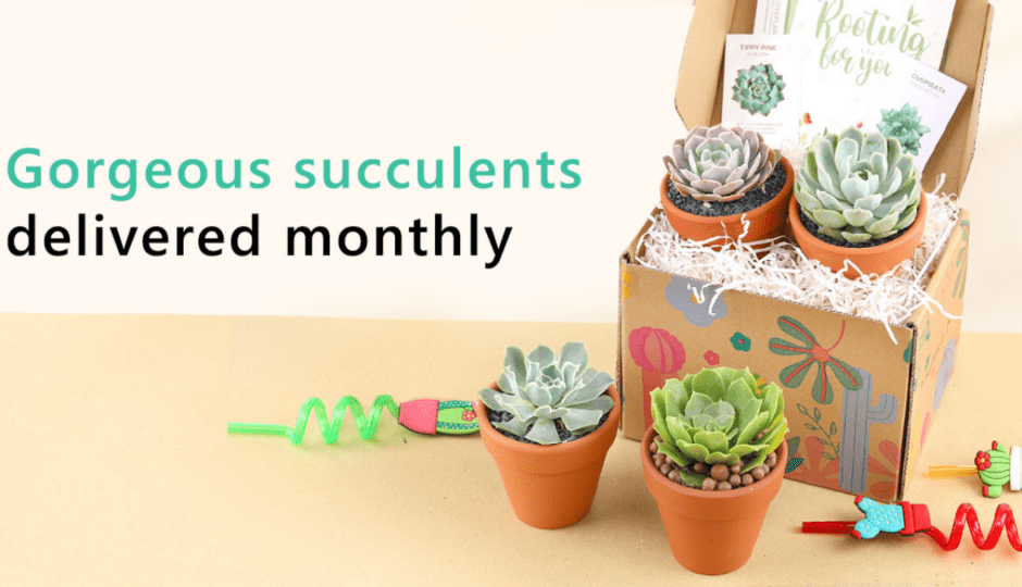 succulents box discount codes