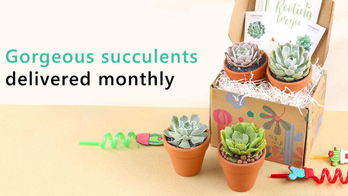 Succulents Box Discount Codes for The Best Succulents & Cactus